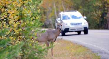 Soria, Teruel y Huesca son las zonas con mayor número de accidentes contra animales